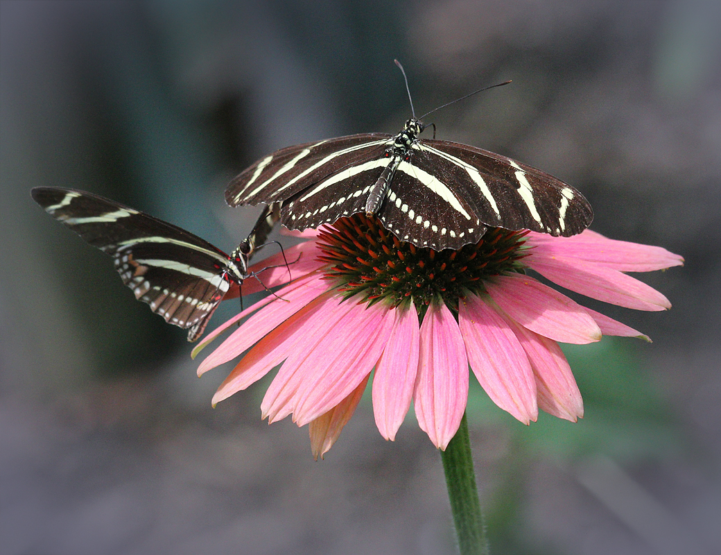 2 Zebra Longwings