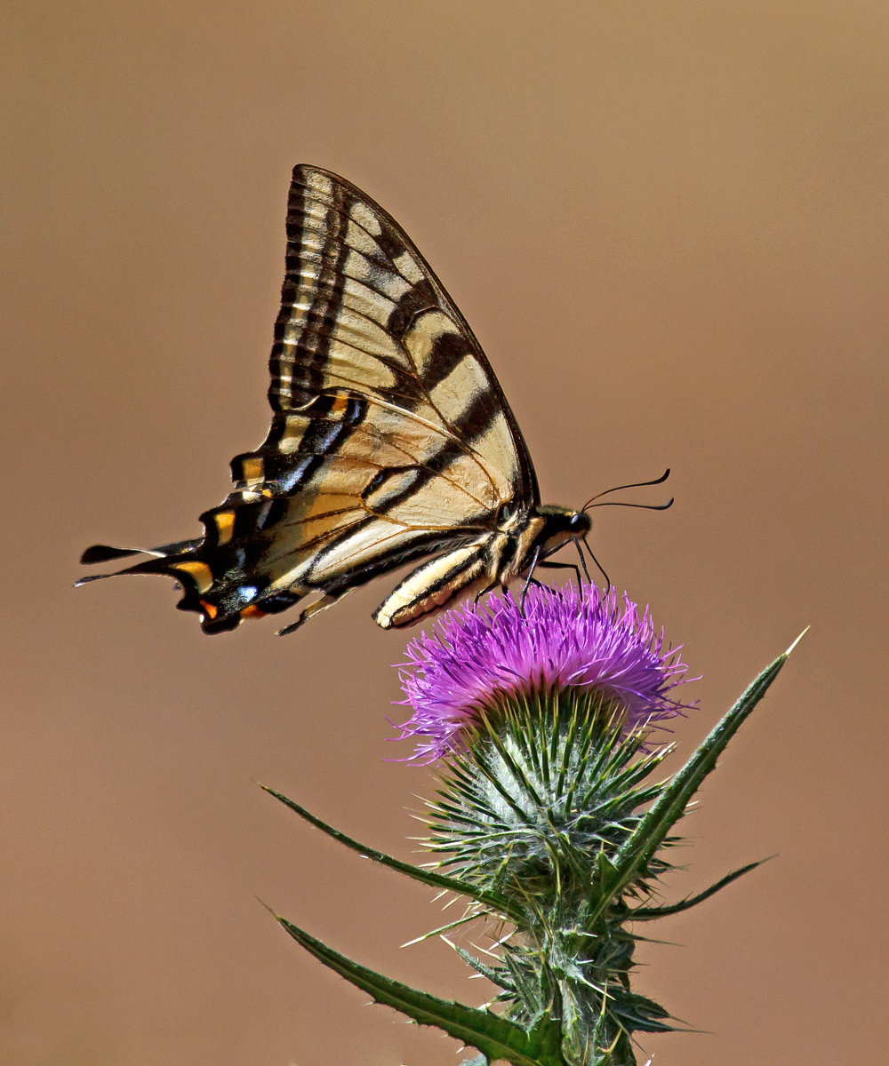 Oregon Swallowtail