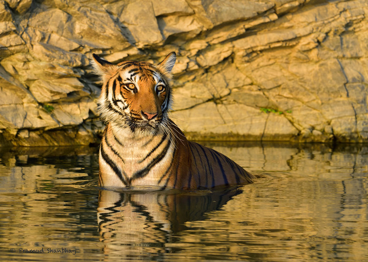 Tigress in Golden light.