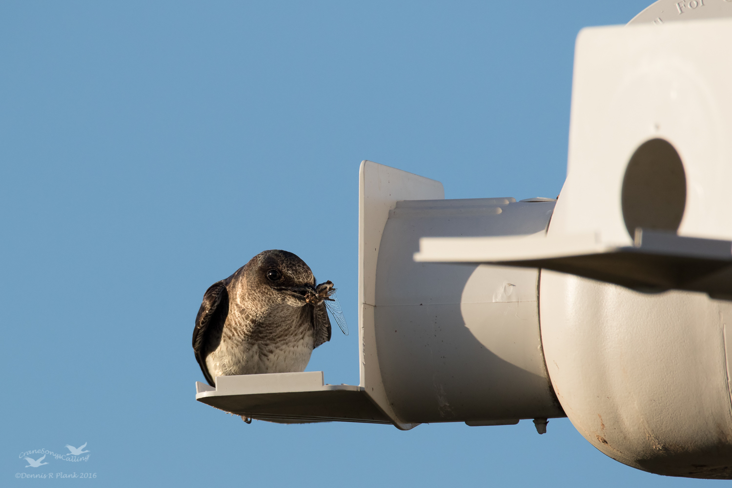 Purple Martin