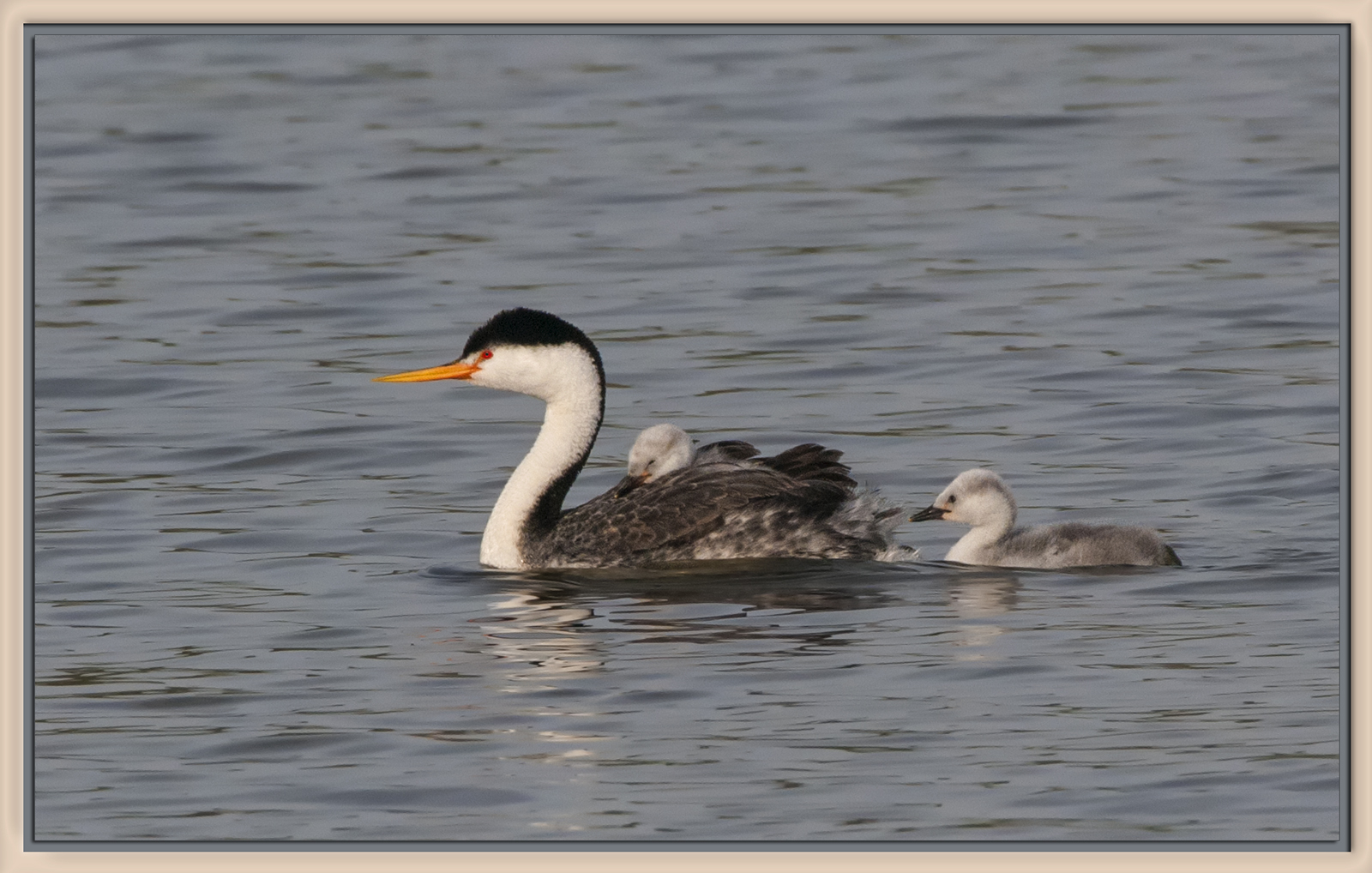 Grebe and Chicks