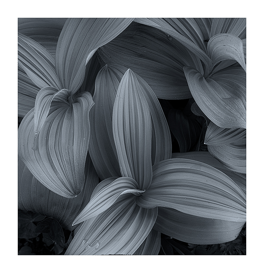 Mountain Corn Lillies