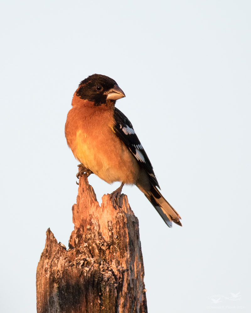 Black-headed Grosbeak
