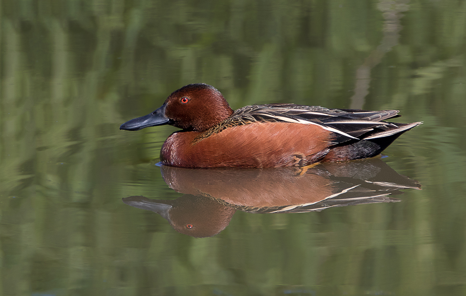 Cinnamon Teal