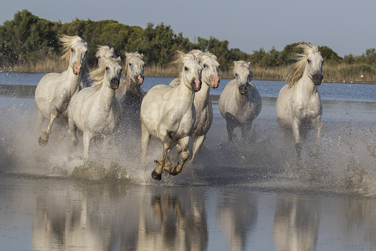 Camargue White Horses