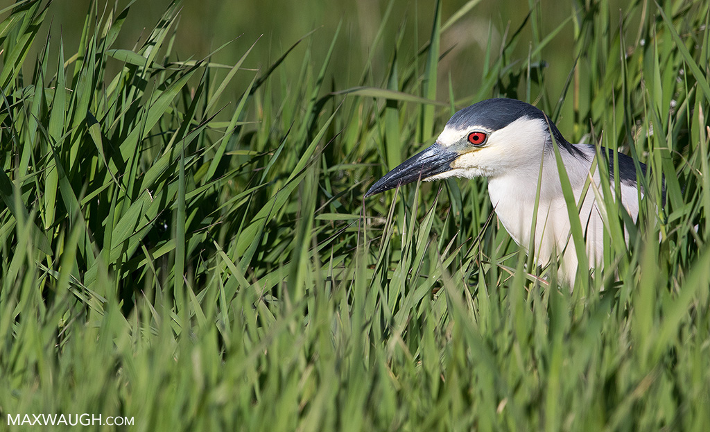 B-C Night Heron