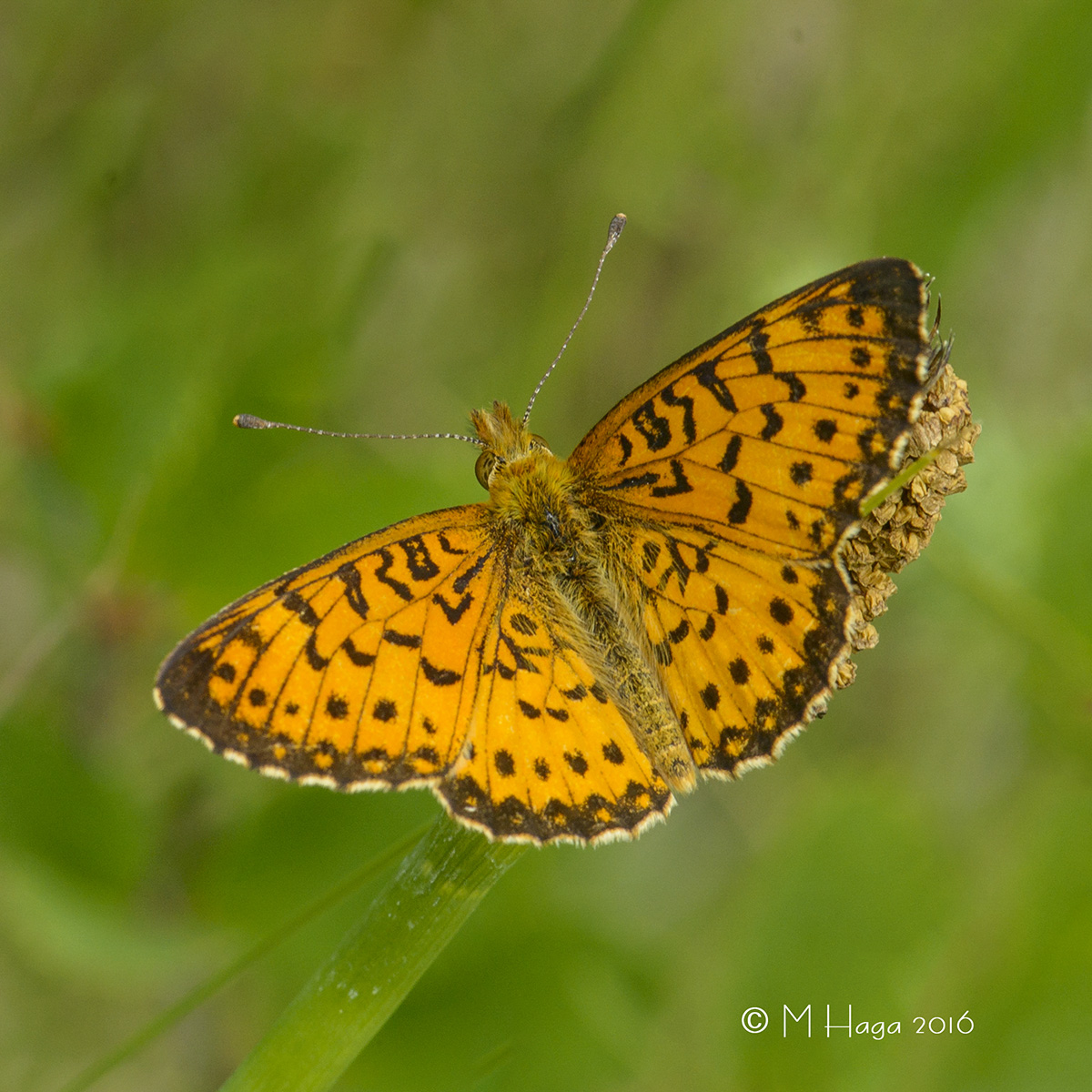 Fritillary