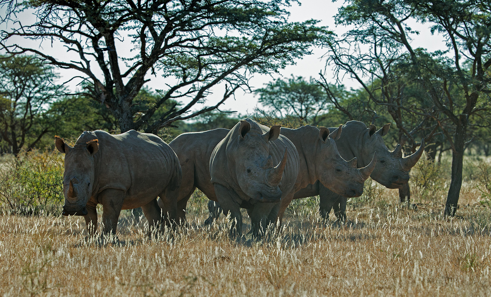 Crash of Rhino