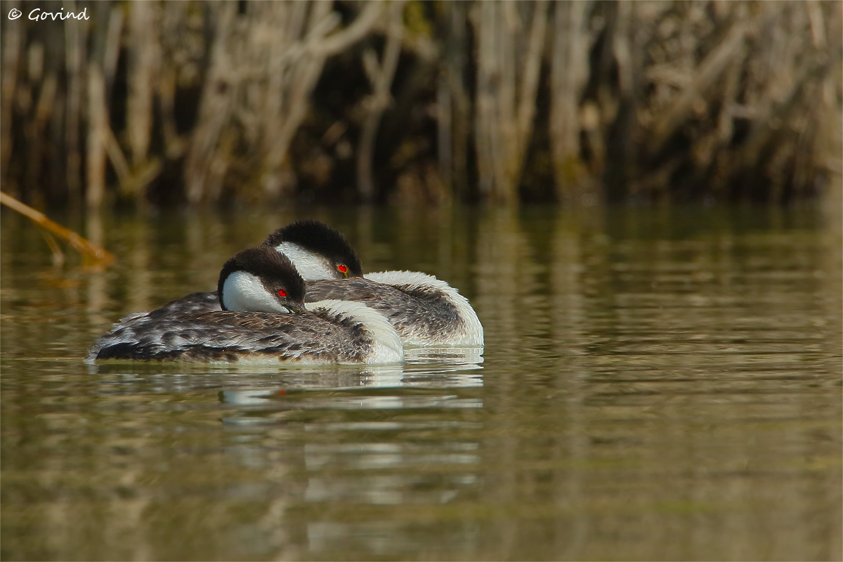Drowsy grebes - II