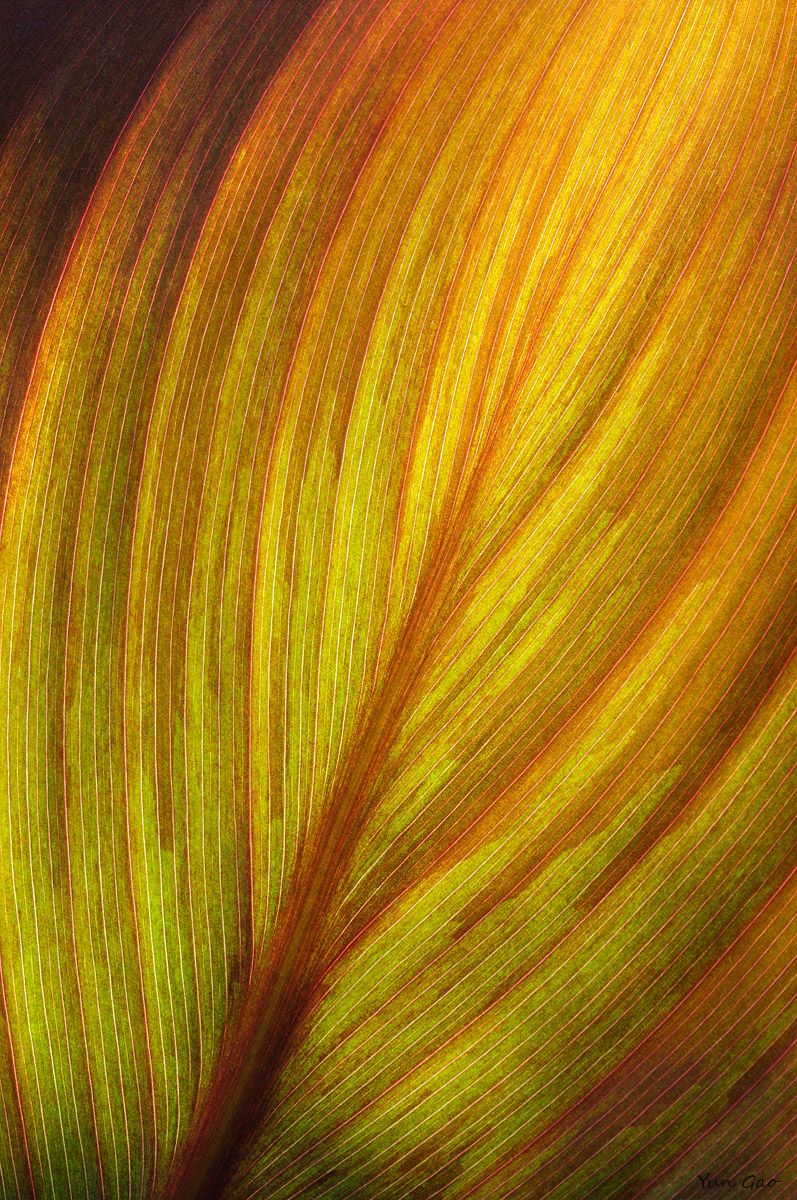 Canna Leaf #2