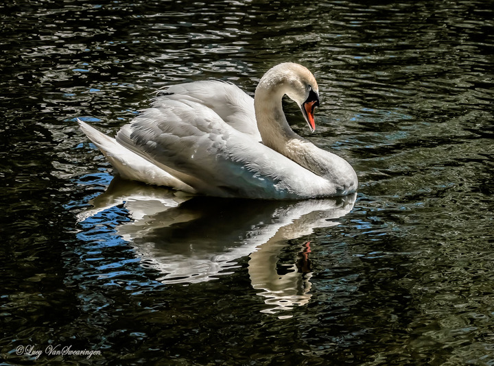 SWAN LAKE