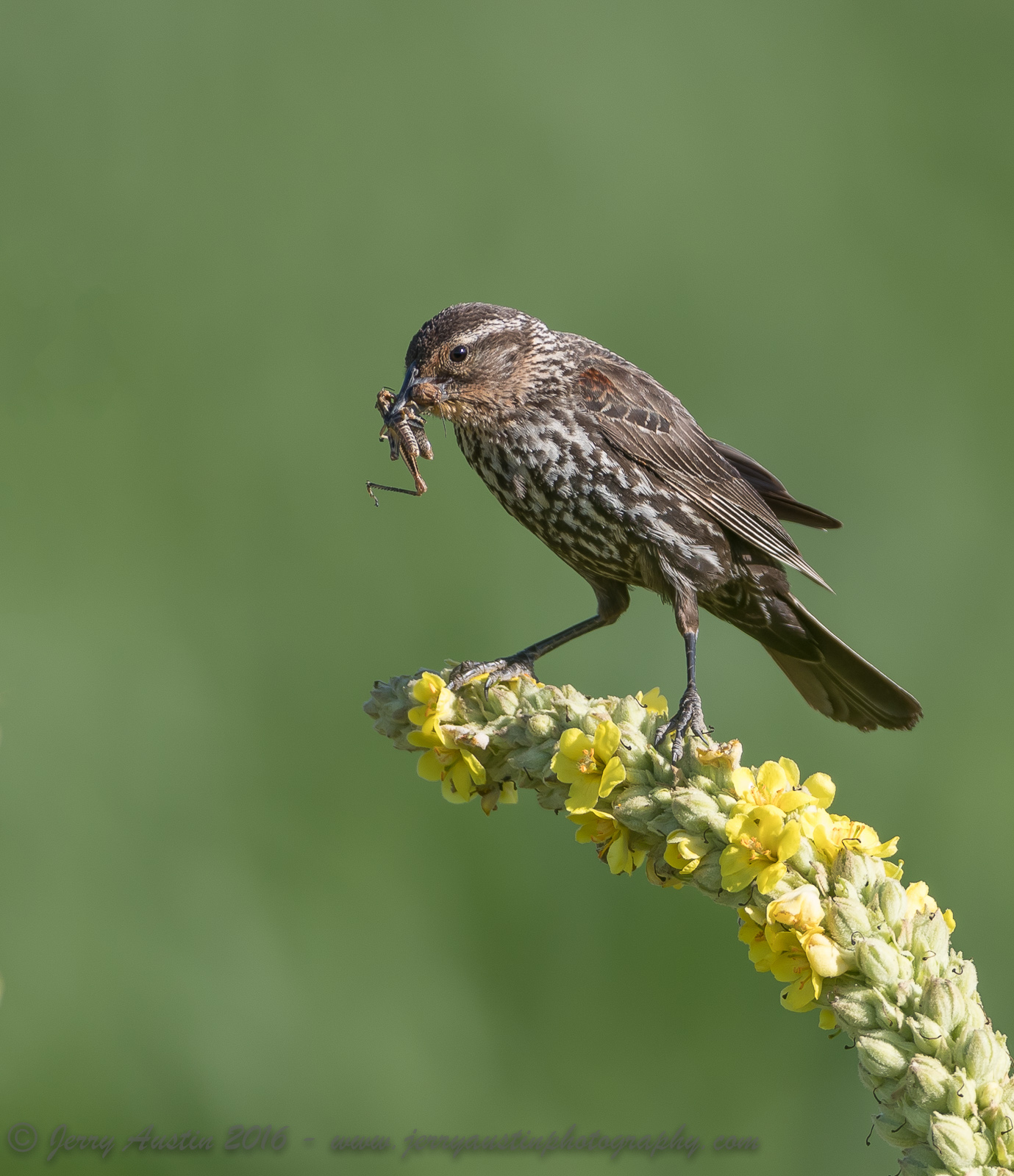 Female RWB with Lunch