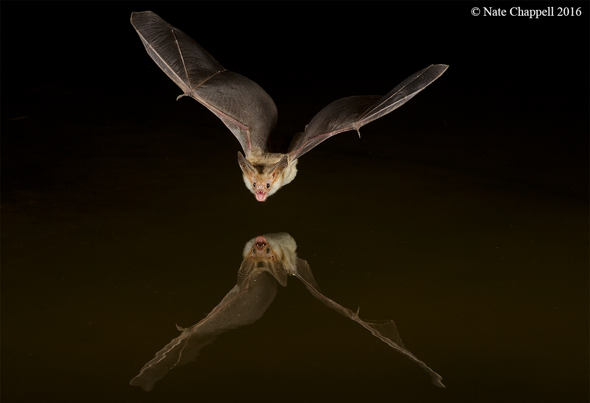 Pallid Bat