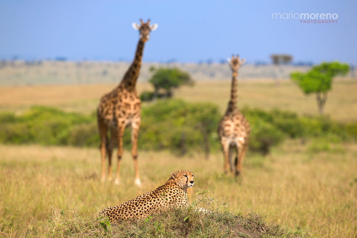 Two Giraffes & a Cheetah