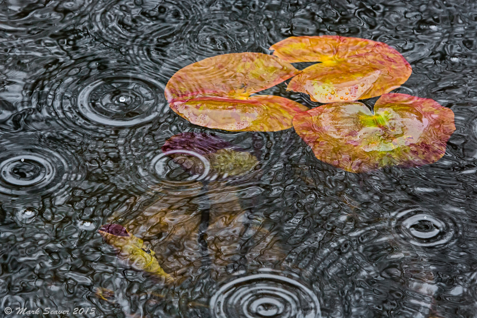 Raindrop Rebounds #4