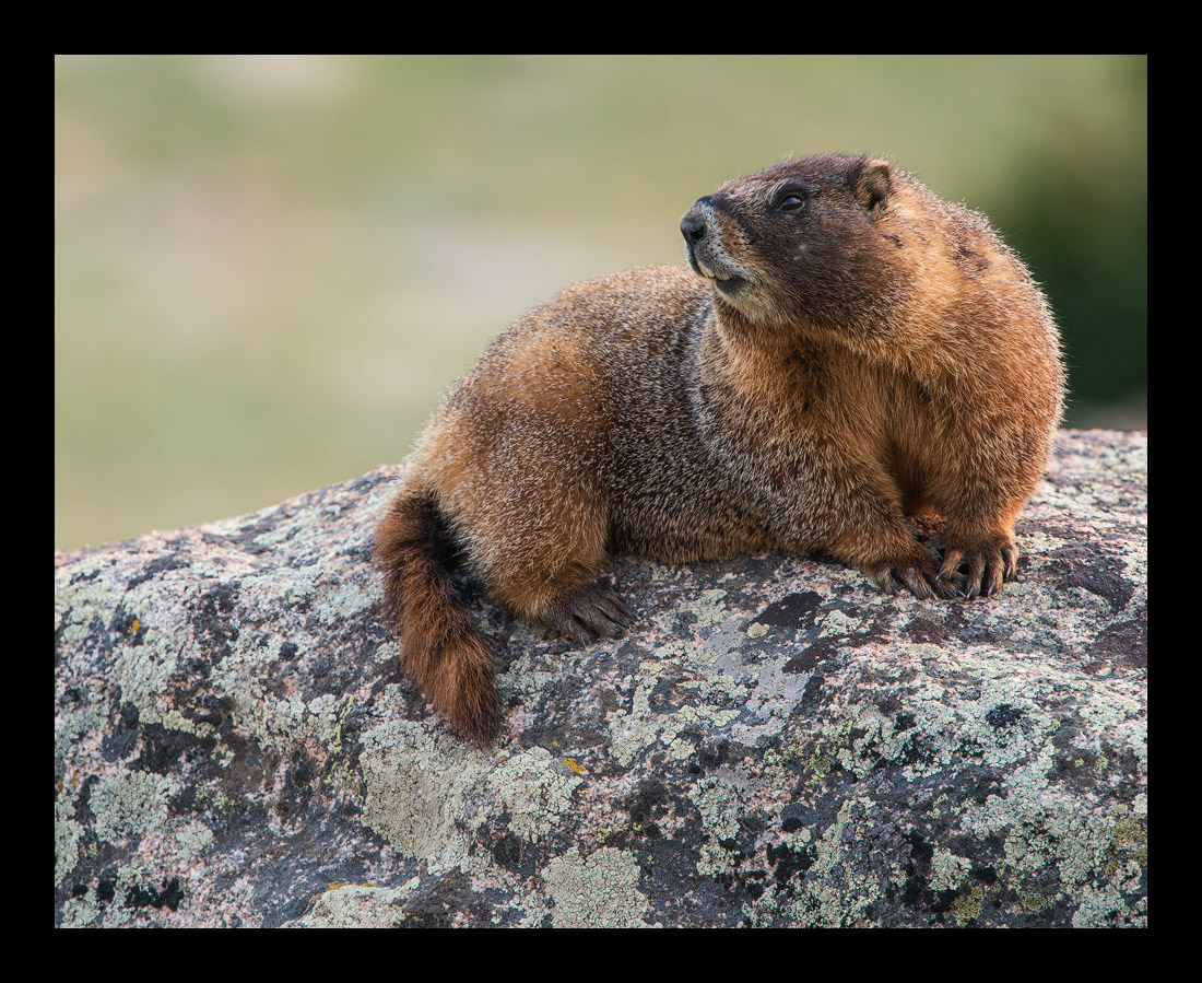 Marmot Paradise (Repost)