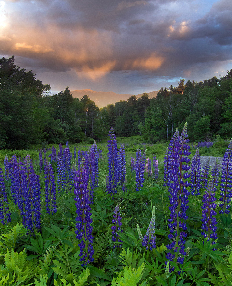 White Mountain Lupines