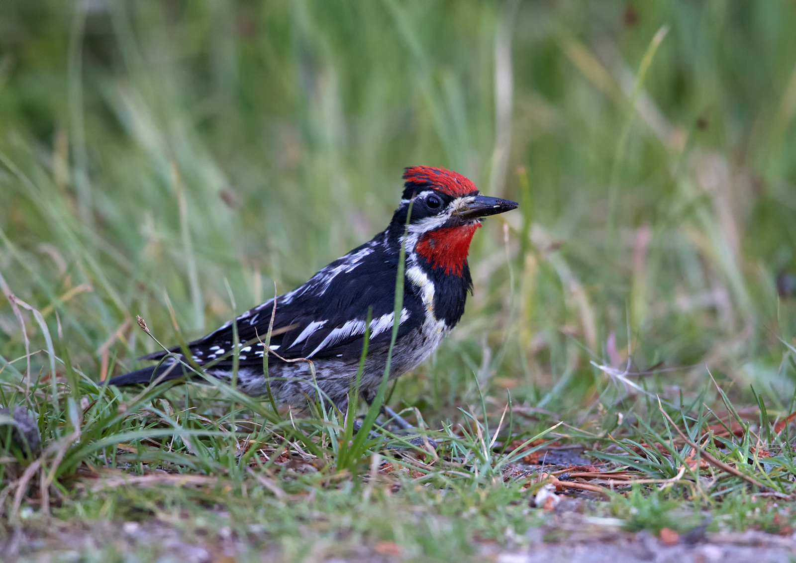 Red-naped Sapsucker
