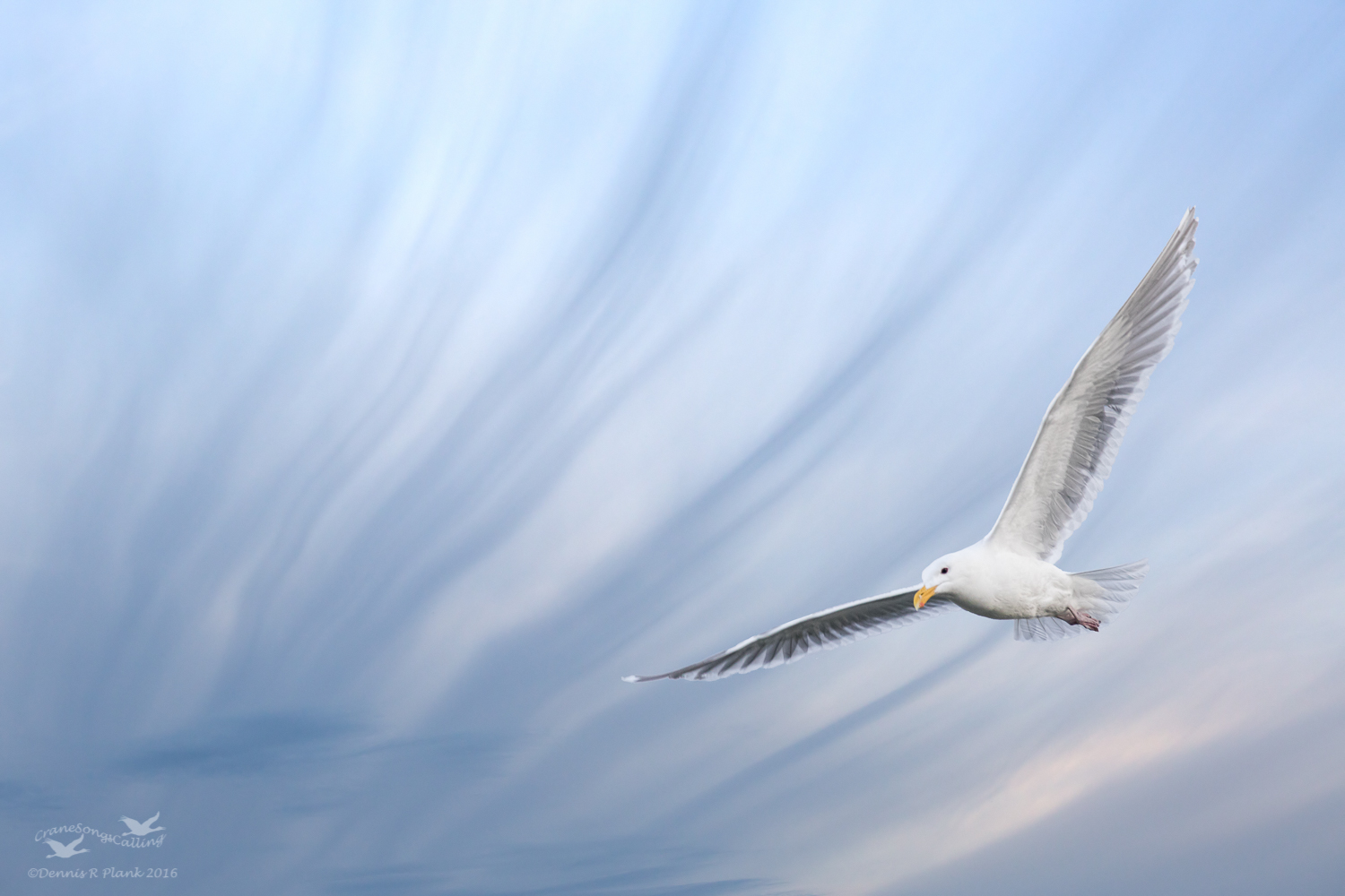 Gull in Flight