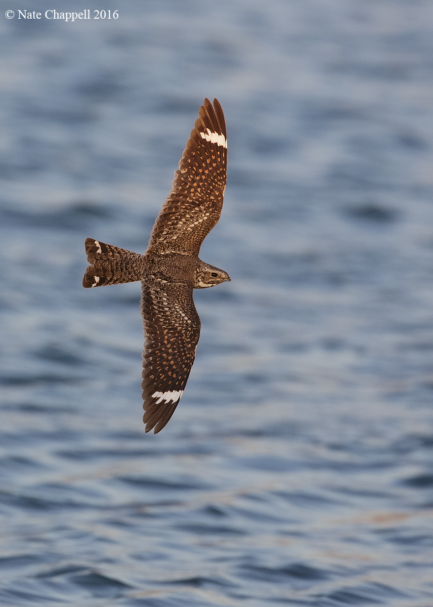 Lesser Nighthawk