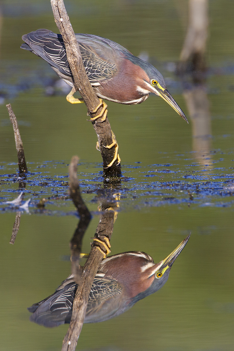 Green Heron