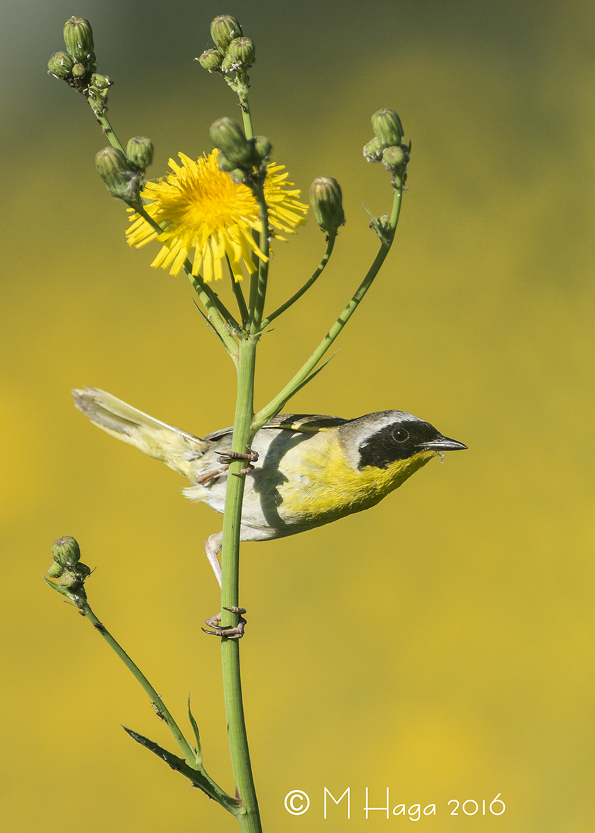Common Yellowthroat
