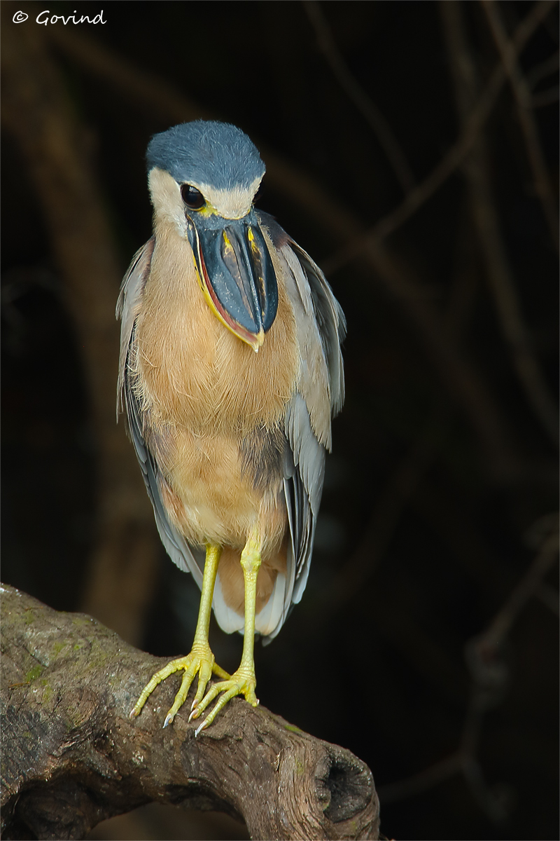 Boat-billed heron
