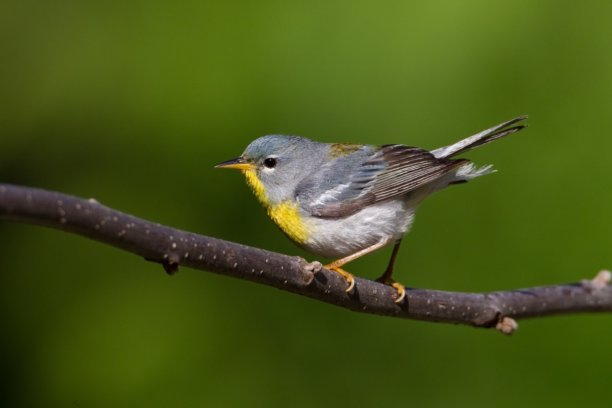 Northern Parula