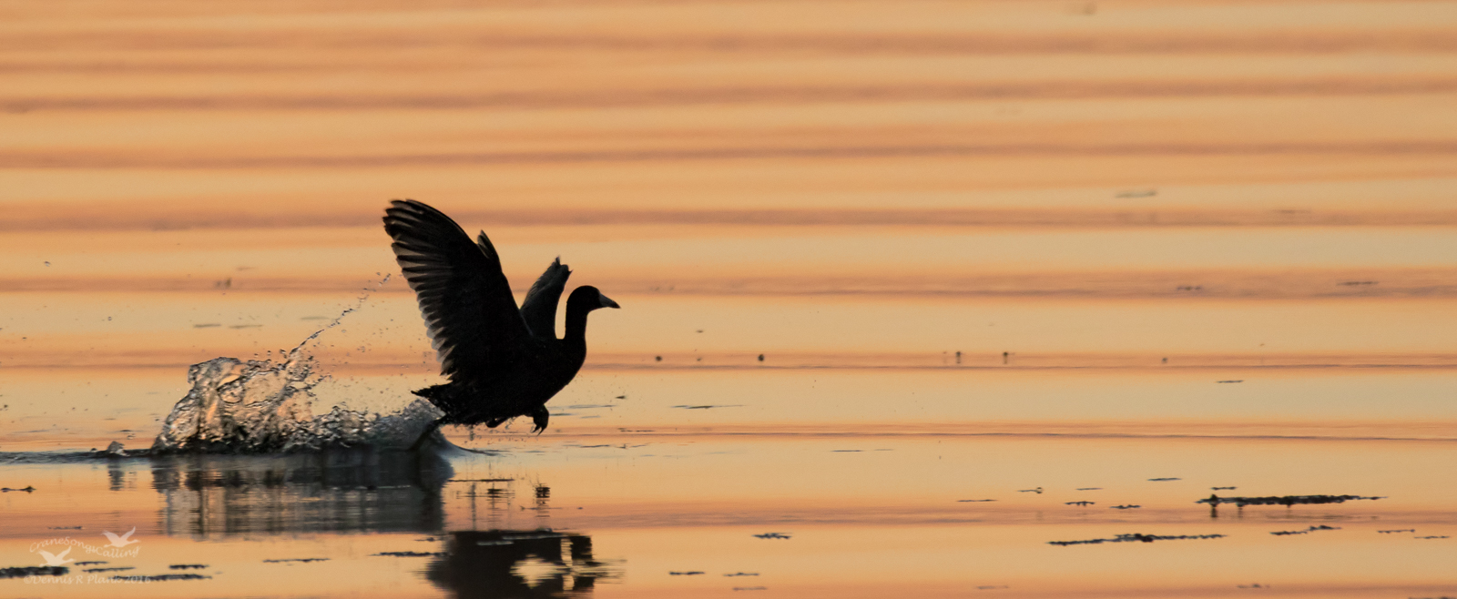 Sunrise Coot