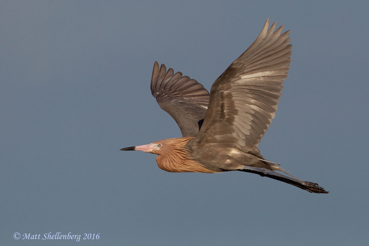 Reddish Egret