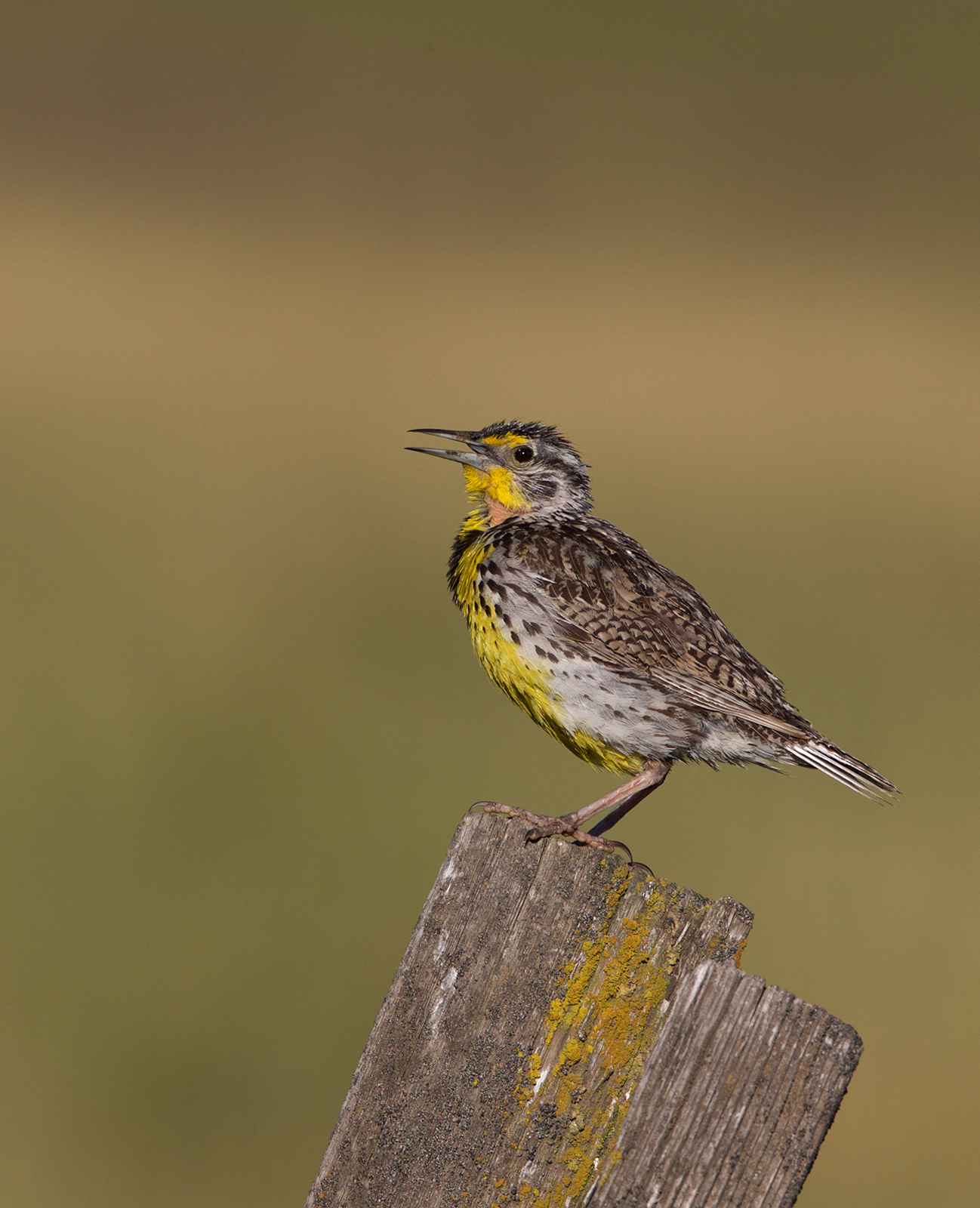 Western Meadowlark II