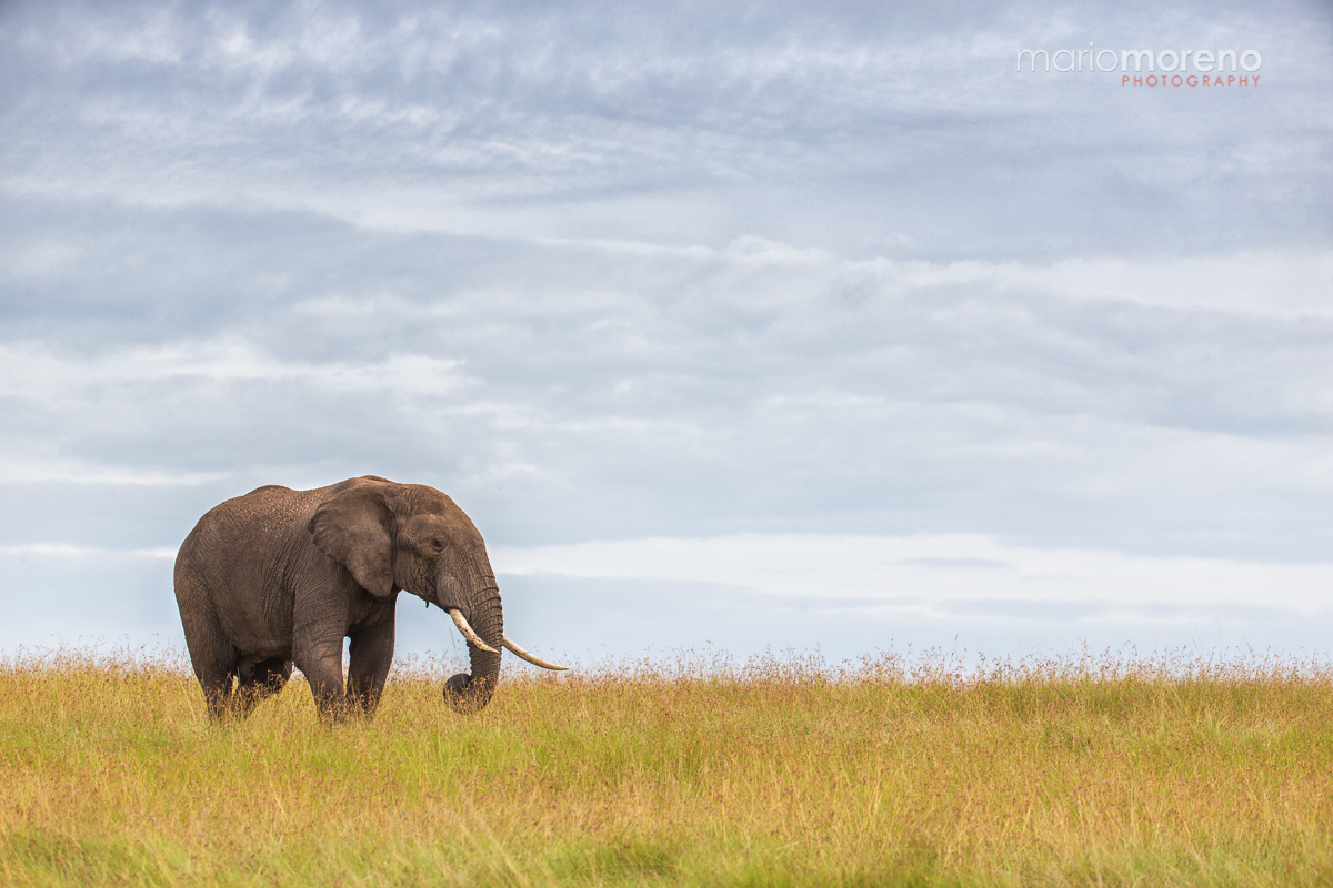 A Giant in Mara North