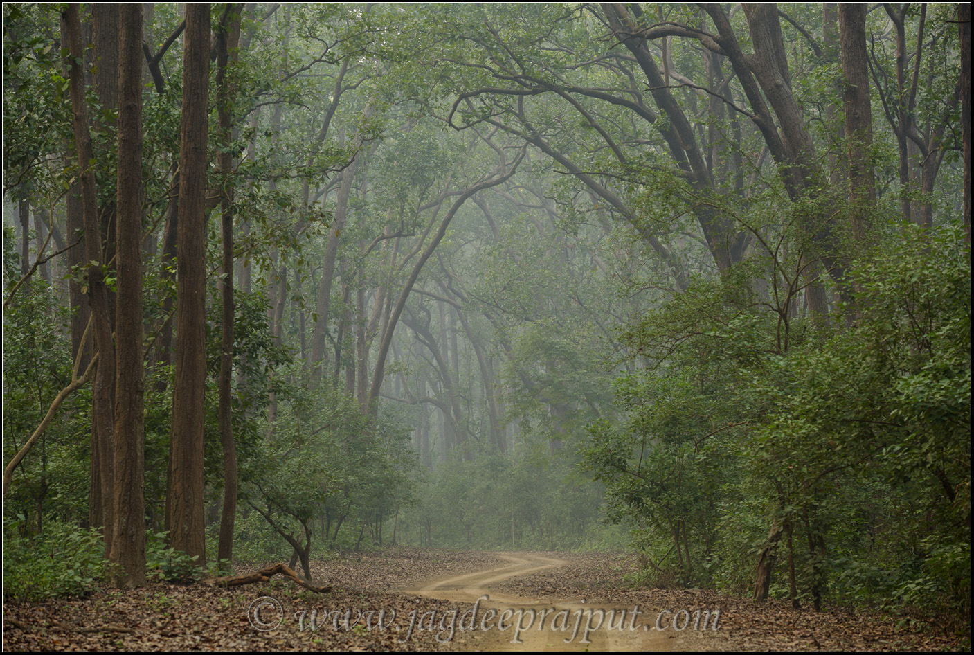 Misty morning
