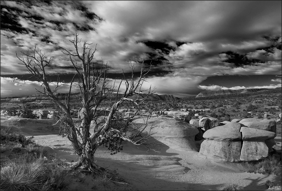 Devil's Juniper (+1)