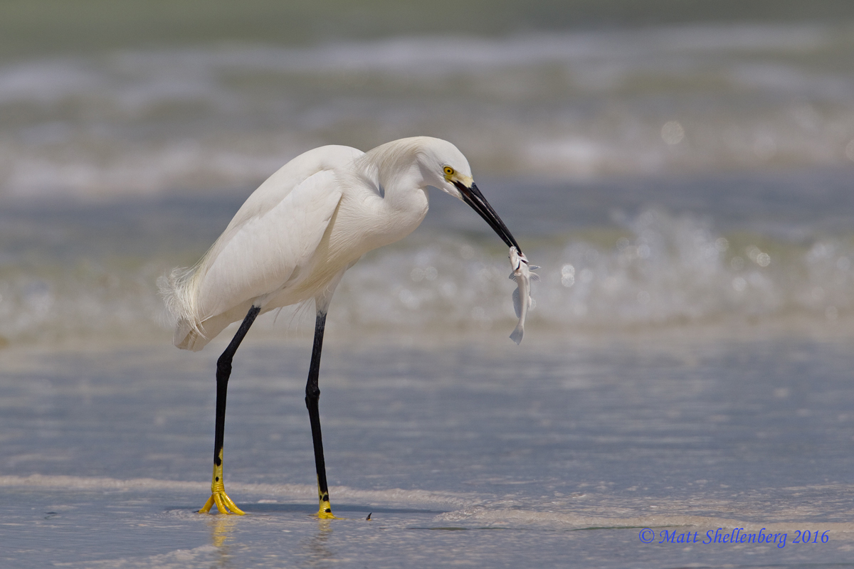 Snowy Egret