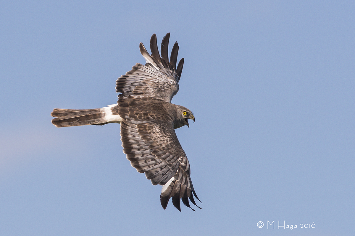 Northern Harrier, male