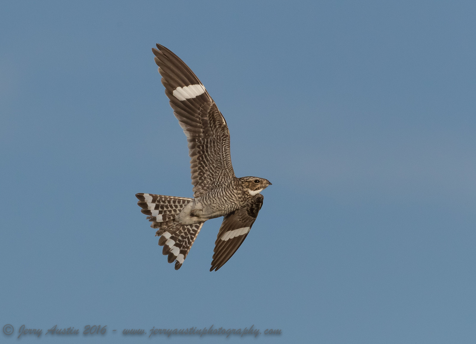Nighthawk in Flight
