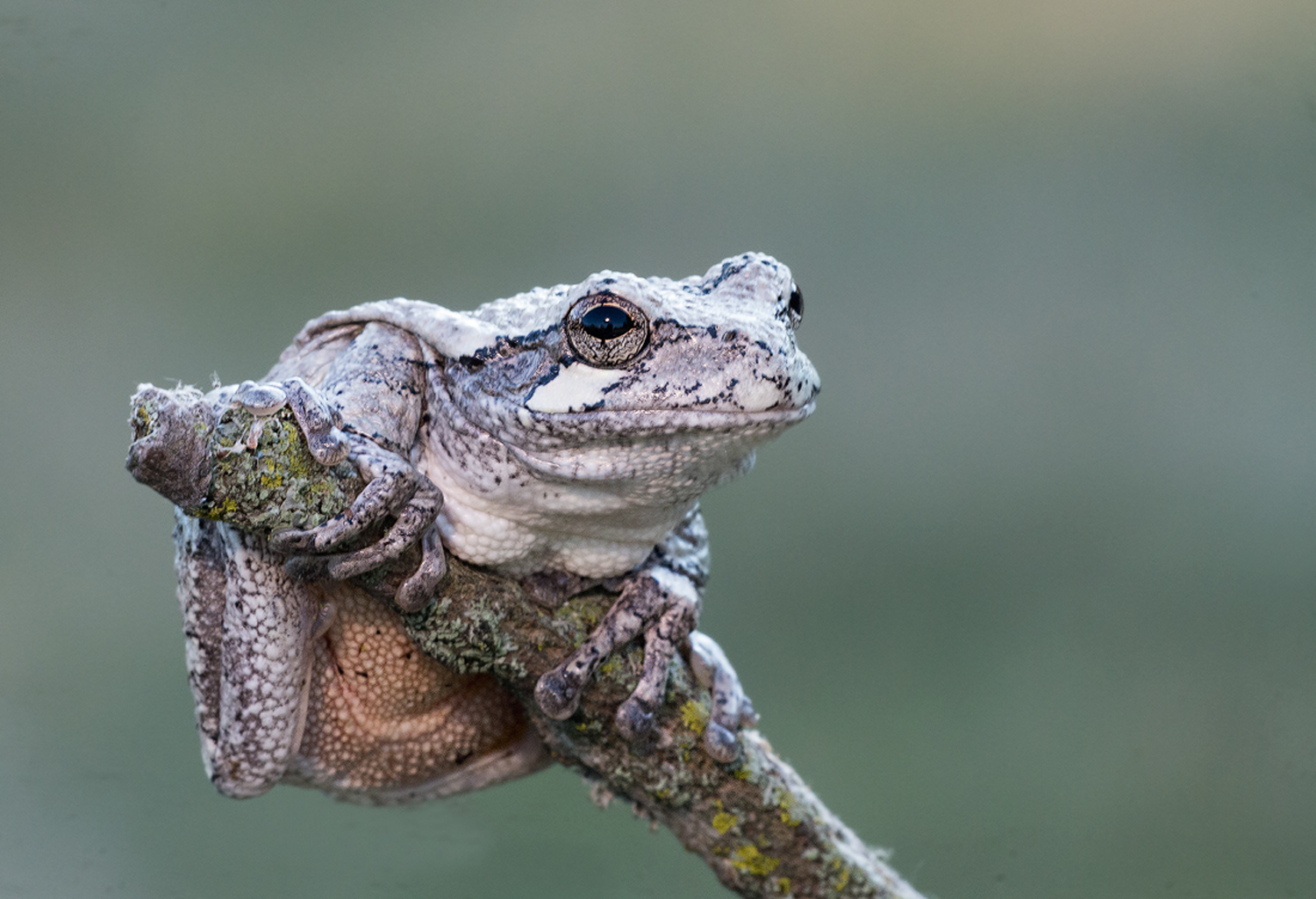 Gray Treefrog