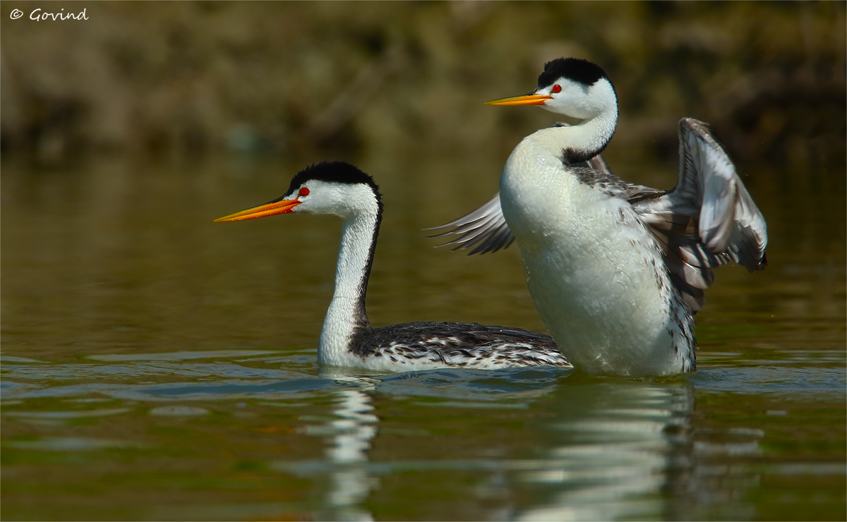 Clark's grebe pair + repost