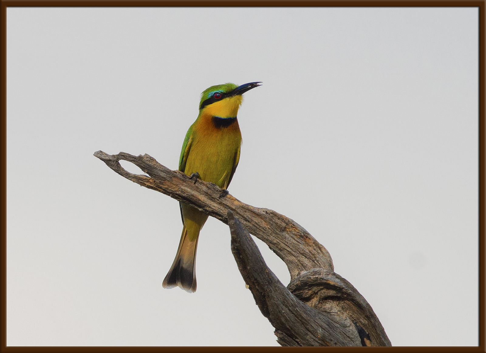 Little Bee-Eater