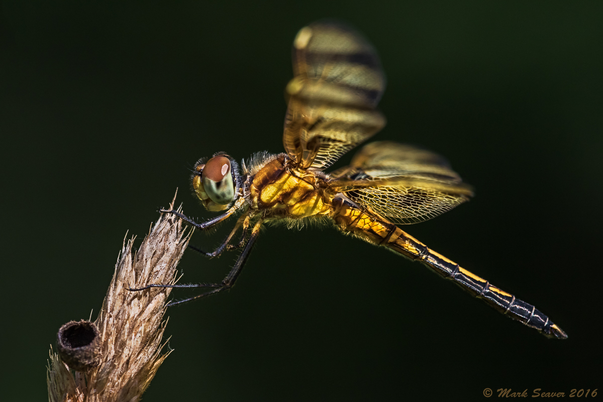 Halloween Pennant (f) #2