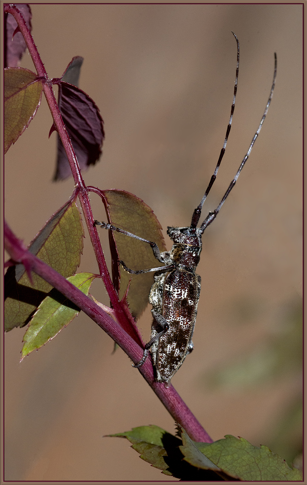 Pine Sawyer bug