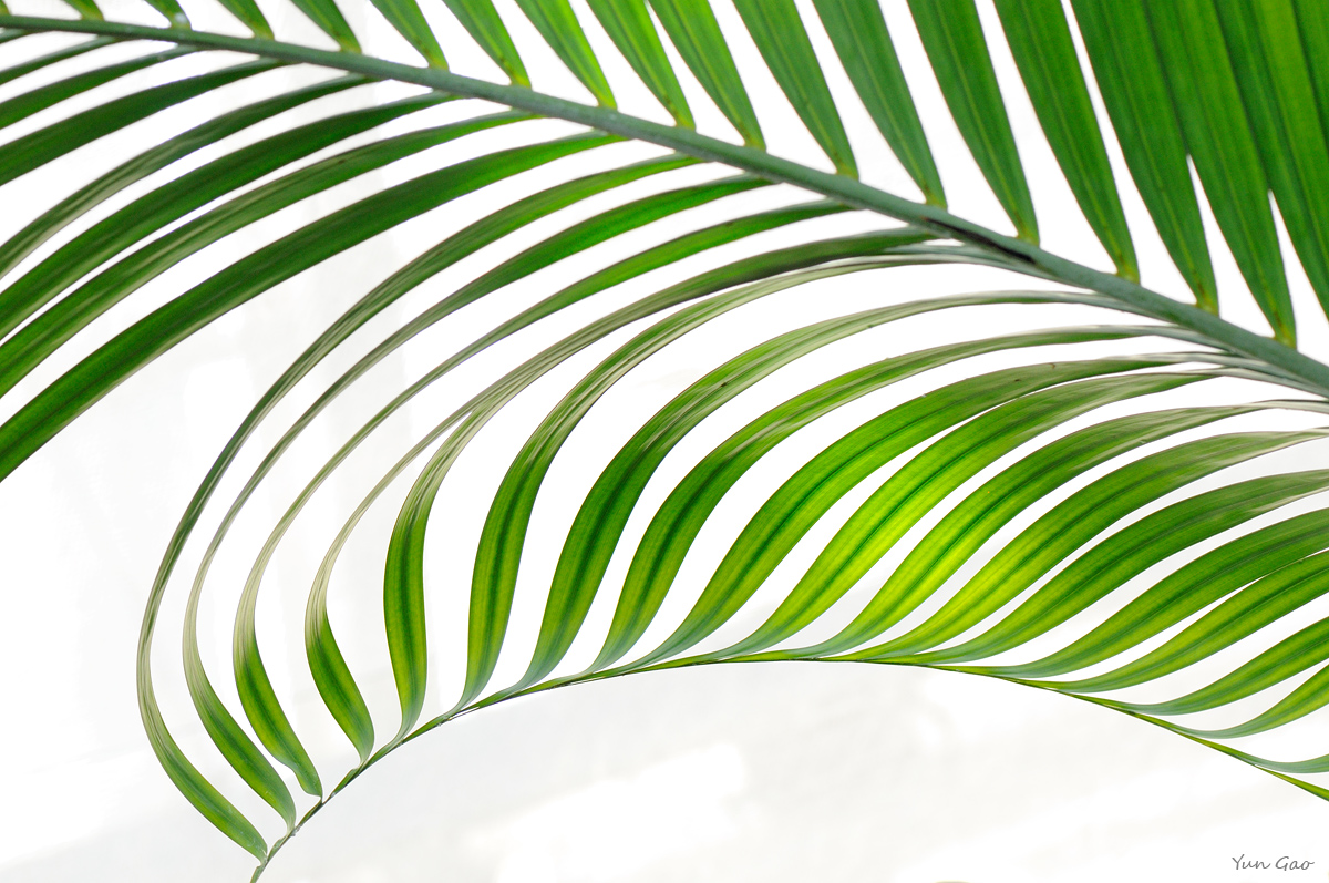 Palm leaf
