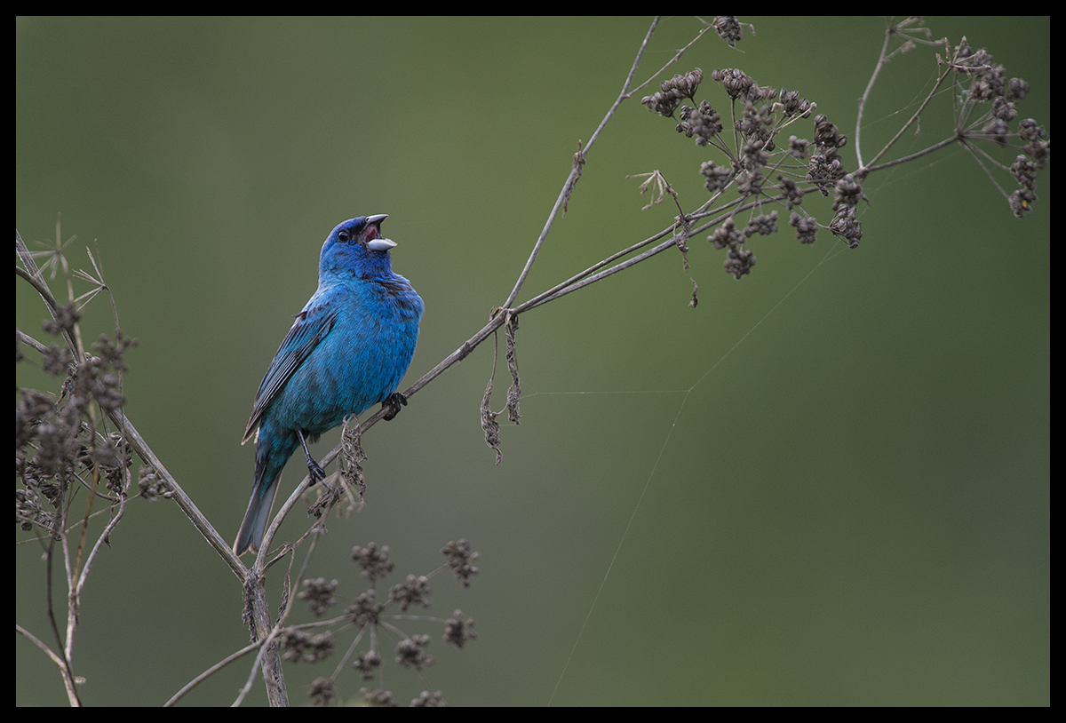 Indigo Bunting 