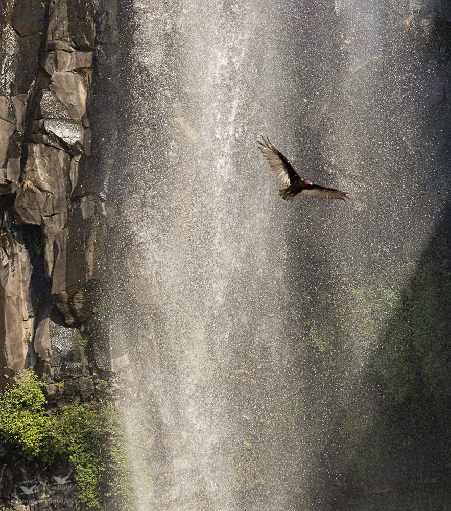 Turkey Vulture