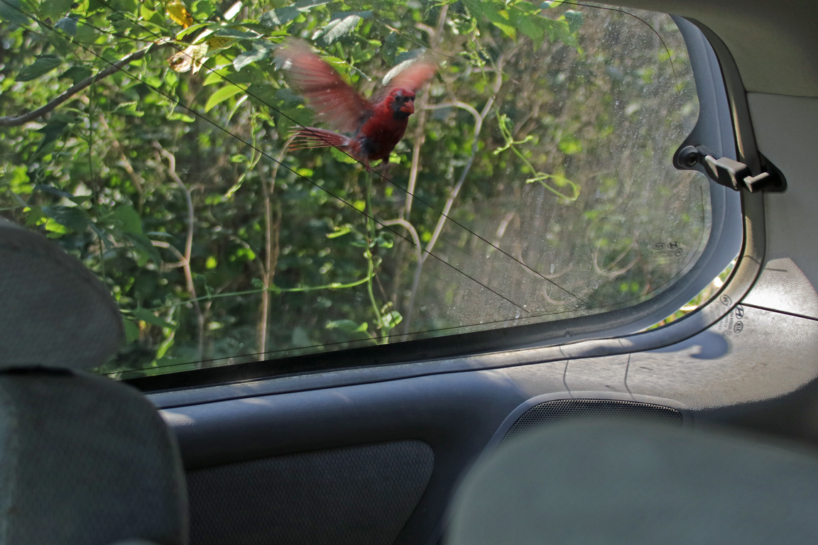 Attack cardinal