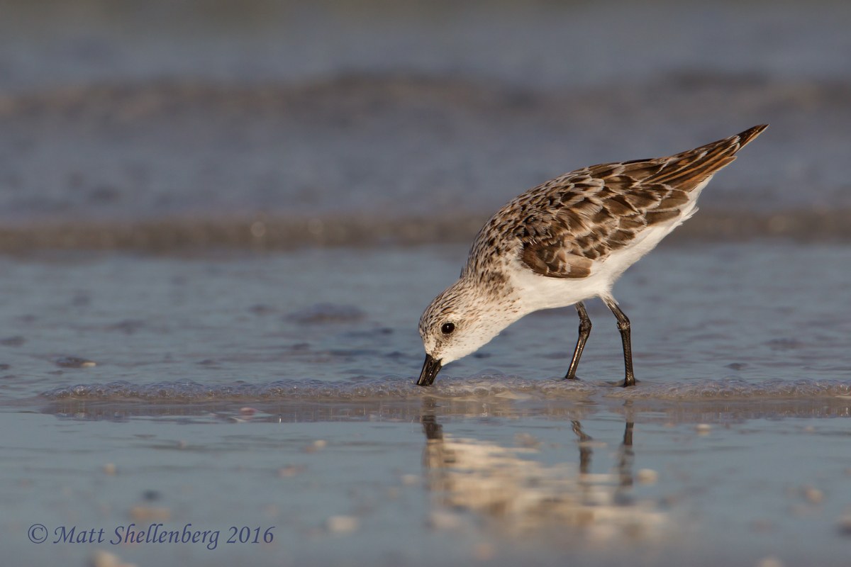 Sanderling