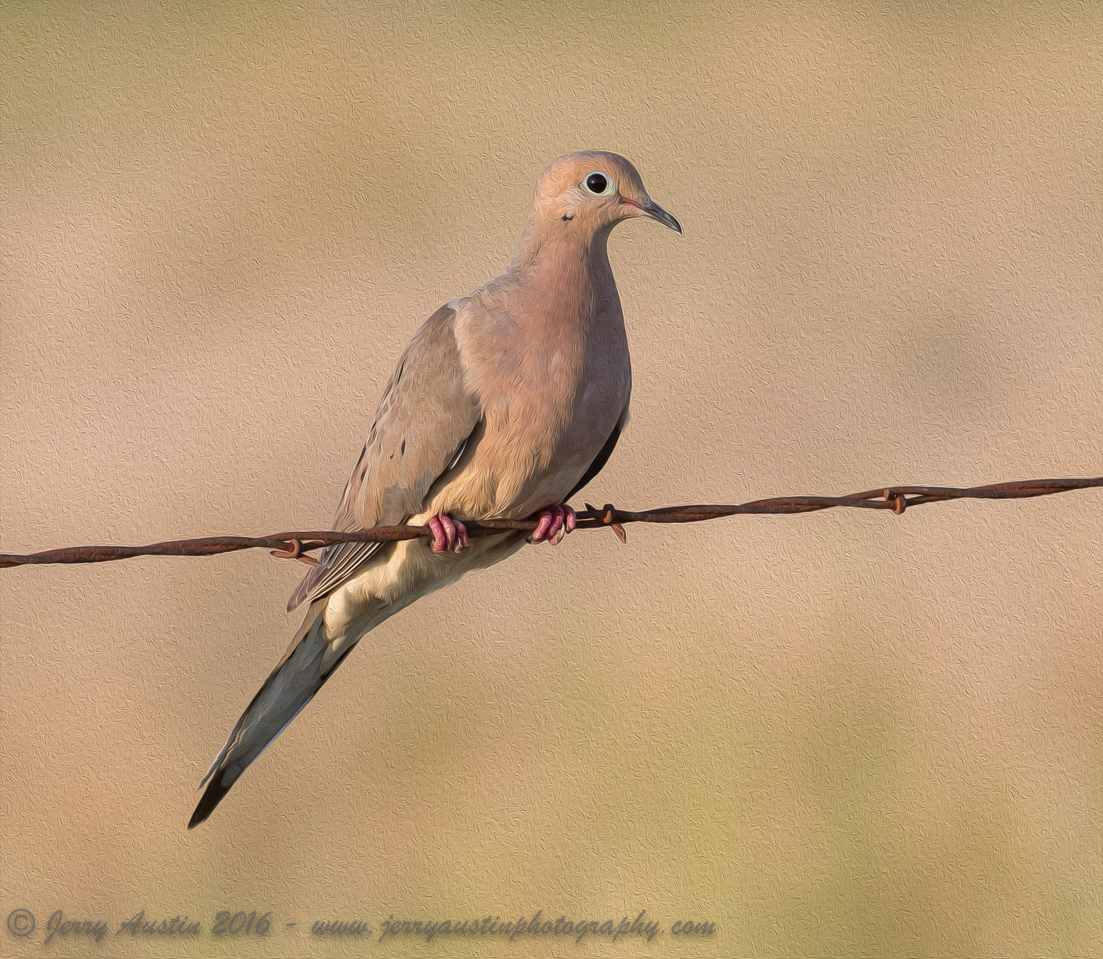 Oil Painting Dove
