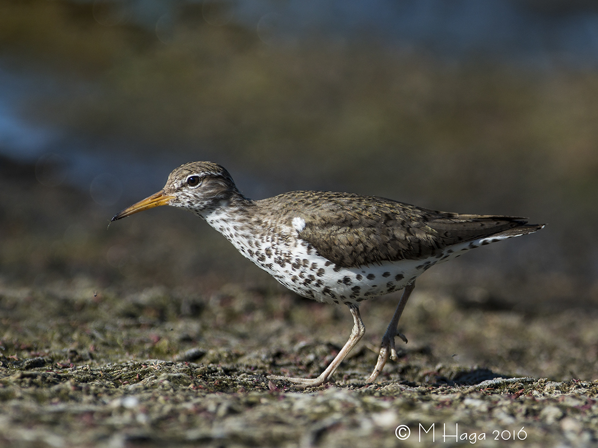 Spotted Sandpiper