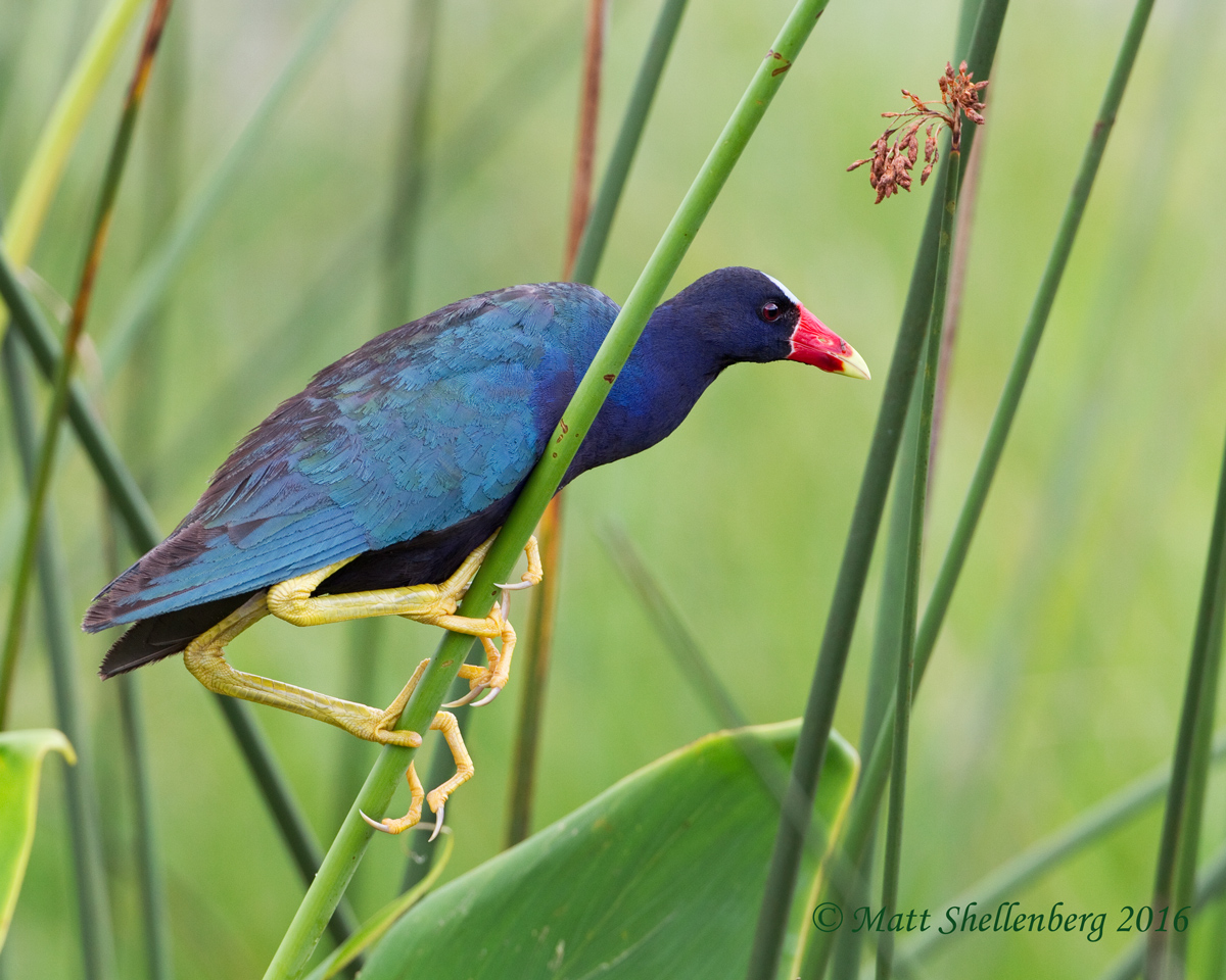 Purple Gallinule